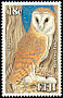 Eastern Barn Owl Tyto javanica