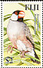 Java Sparrow Padda oryzivora  2007 Exotic birds 