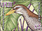 Bar-winged Rail Hypotaenidia poeciloptera â€   2007 Bar-winged Rail Sheet