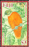 Orange Fruit Dove Ptilinopus victor  2009 Doves 