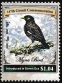 Common Myna Acridotheres tristis
