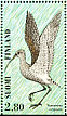 Eurasian Curlew Numenius arquata