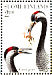 Common Crane Grus grus  1997 The Crane Sheet