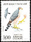 Eurasian Sparrowhawk Accipiter nisus