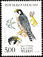 Peregrine Falcon Falco peregrinus