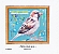 House Sparrow Passer domesticus