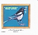 Eurasian Magpie Pica pica