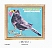 Common Blackbird Turdus merula