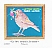 Song Thrush Turdus philomelos
