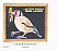 European Goldfinch Carduelis carduelis