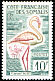 Greater Flamingo Phoenicopterus roseus