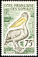 Pink-backed Pelican Pelecanus rufescens