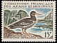 Eurasian Oystercatcher Haematopus ostralegus  1967 Fauna 