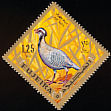 Arabian Partridge Alectoris melanocephala  1969 Birds 