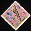 Yemen Thrush Turdus menachensis  1969 Birds 