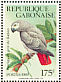 Grey Parrot Psittacus erithacus