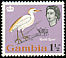 Western Cattle Egret Bubulcus ibis  1963 Birds 