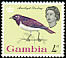 Violet-backed Starling Cinnyricinclus leucogaster  1963 Birds 