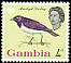 Violet-backed Starling Cinnyricinclus leucogaster