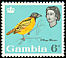 Village Weaver Ploceus cucullatus  1963 Birds 