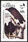 Turkey Vulture Cathartes aura