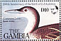 Common Loon Gavia immer