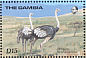 Common Ostrich Struthio camelus