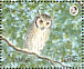 Northern White-faced Owl  Ptilopsis leucotis