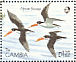 African Skimmer Rynchops flavirostris  1990 African birds Sheet