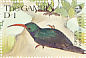 Green Wood Hoopoe  Phoeniculus purpureus