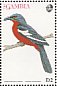Crimson-breasted Shrike  Laniarius atrococcineus