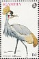 Grey Crowned Crane Balearica regulorum