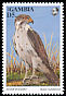 Augur Buzzard Buteo augur