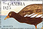 Common Moorhen Gallinula chloropus  1995 Birds  MS MS