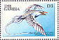 Red-billed Tropicbird Phaethon aethereus