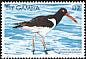 American Oystercatcher Haematopus palliatus