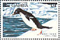 Adelie Penguin Pygoscelis adeliae