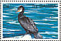 Great Cormorant  Phalacrocorax carbo