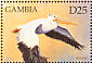 American White Pelican Pelecanus erythrorhynchos  1999 Marine life of Galapagos  MS