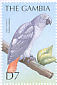 Grey Parrot Psittacus erithacus