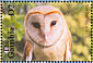 Western Barn Owl Tyto alba