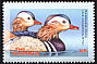 Mandarin Duck Aix galericulata  2001 Ducks 
