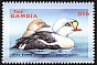 King Eider Somateria spectabilis