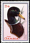 Mallard Anas platyrhynchos  2001 Ducks 