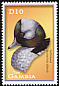 Bufflehead Bucephala albeola  2001 Ducks 