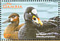 Surf Scoter Melanitta perspicillata