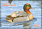 Green-winged Teal Anas carolinensis