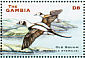Long-tailed Duck Clangula hyemalis  2001 Ducks Sheet