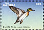 Baikal Teal Sibirionetta formosa  2001 Ducks  MS MS
