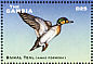 Baikal Teal Sibirionetta formosa